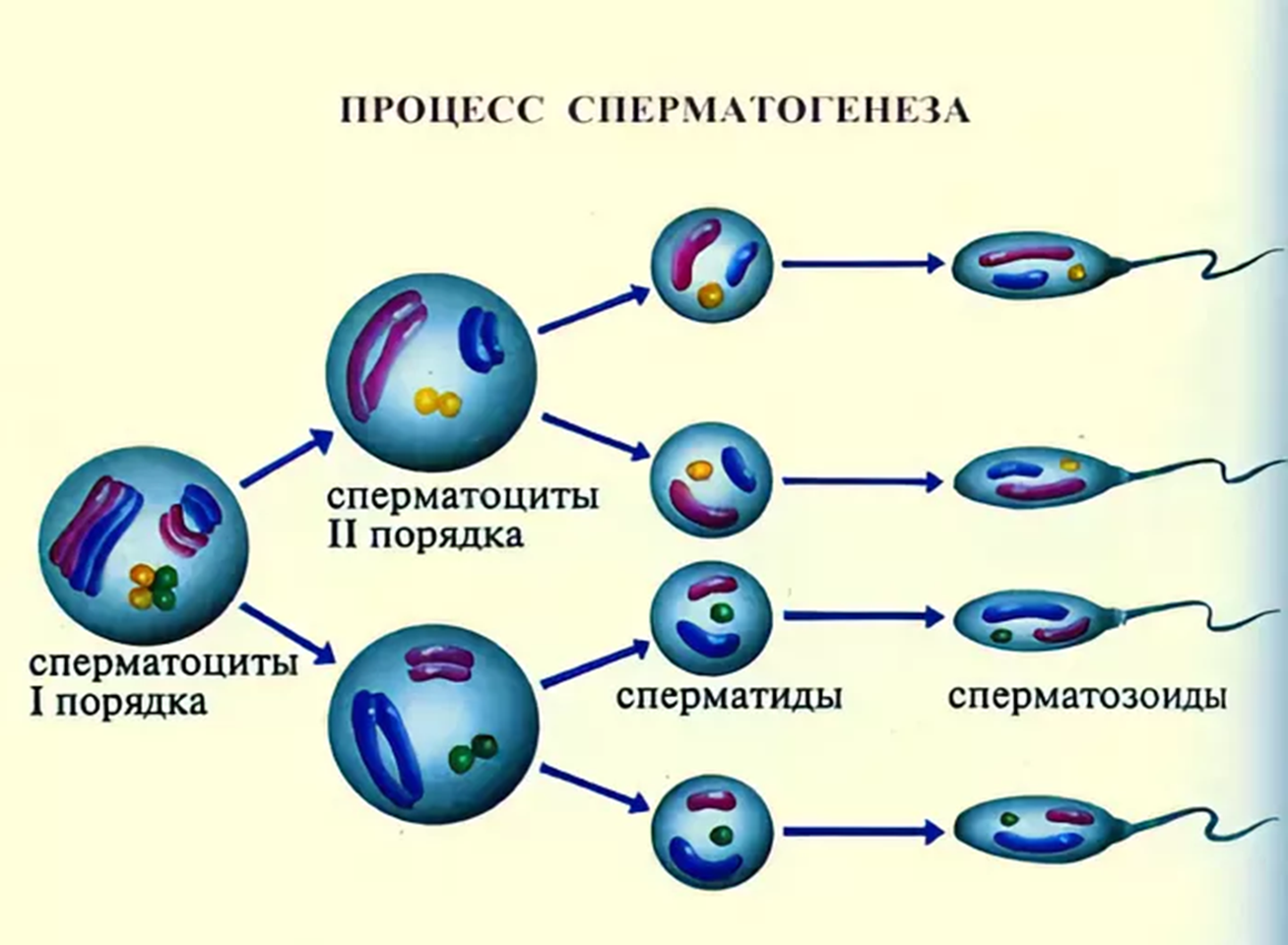 Первичные мужские половые клетки. Схема созревания спермиев. Клетки сперматогенеза (незрелые клетки). Схема образования сперматозоидов. Схема образования спермиев.