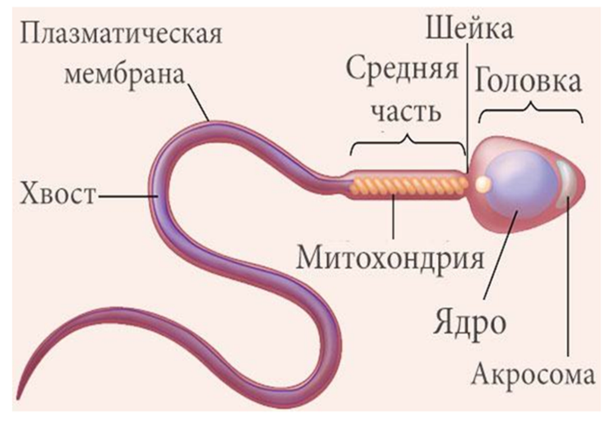 свойства спермы в организме фото 71