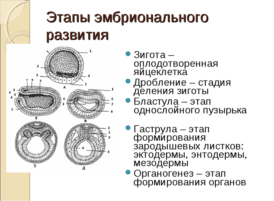 Эмбриональное развитие строение. Этапы эмбрионального развития схема. 3 Этапа эмбрионального развития. Этапы эмбрионального развития 6 этапов. Гаструляция зиготы.