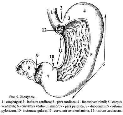 Какие отделы выделяют в желудке. Желудок анатомия человека синтопия. Пилорический отдел желудка (pars Pylorica. Привратниковая пещера желудка анатомия.