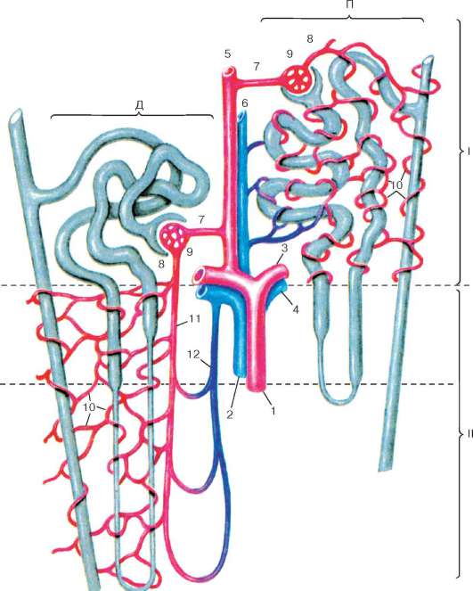 Двойная капиллярная сеть в почках схема