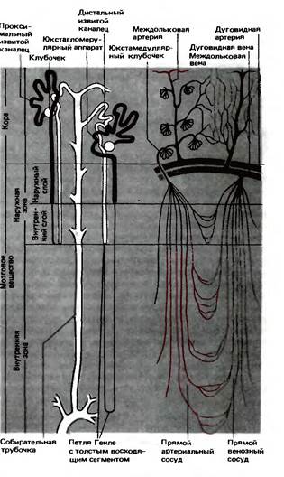 Физиология тевс. Физиология почек а. Вандер. Пути кровенаполнения почки. Кровенаполнение почки норма.