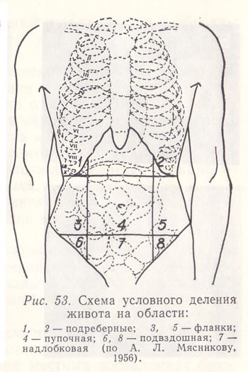 9 областей живота. Схема пальпации брюшной полости. Топографические линии брюшной полости. Топография живота области. Проекция органов брюшной полости.