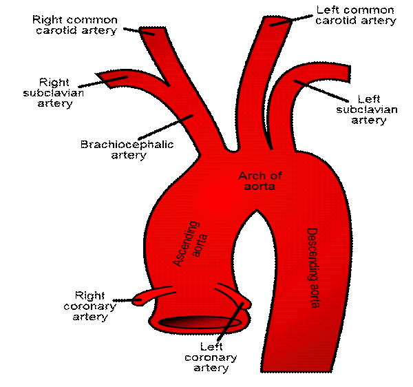 В статье под названием артерия жизни рассказывается. Щитошейный ствол подключичной артерии. Щитошейный ствол подключичной артерии ветви. Щитошейный ствол картинка.