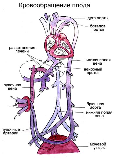 Круг кровообращения новорожденного схема