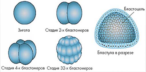Дробление клеток зиготы. Зигота стадия 2 бластомеров. Дробление зиготы этапы онтогенеза. Период дробления бластомеров. Период дробления стадия 3 бластомеров.