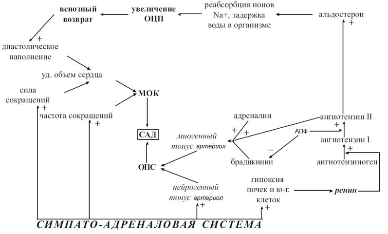 Симпатоадреналовая система схема