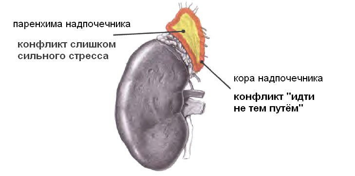 Надпочечники подросток