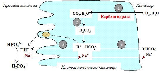 Секрецию бикарбонатов. Механизм секреции бикарбонатов. Реабсорбция ионов натрия в почках. Реабсорбция ионов натрия. Секреция водорода в почках механизм.