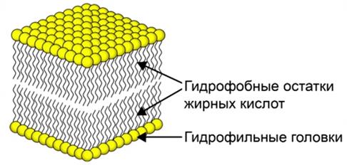 Двойной слой. В фосфолипидный бислой мембран. Фосфолипидный бислой строение. Бислой фосфолипидов. Двойной фосфолипидный слой строение.