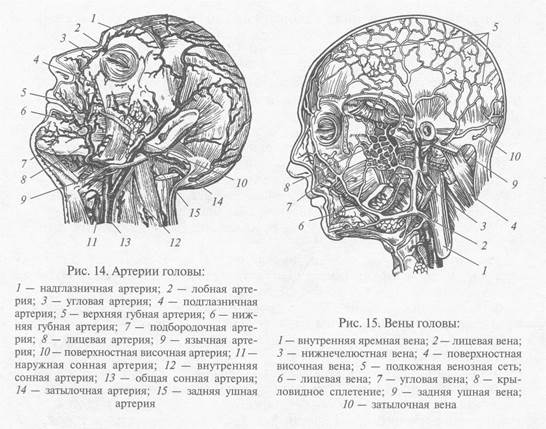 Артерии головы схема