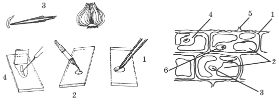 Лук под микроскопом лабораторная работа. Клетка микропрепарата кожица лука. Микропрепарата кожицы чешуи лука. Микропрепарат клеток кожицы чешуи лука. Препарат кожицы чешуи лука.