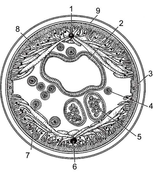 Схема строения круглых червей