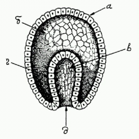 Эктодерма на рисунке