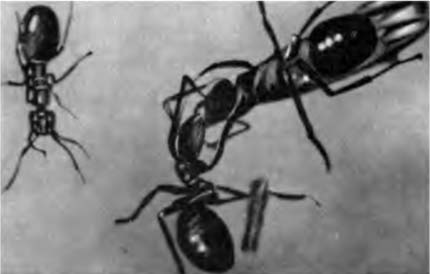 Муравьев 1 том. Операция Лесные муравьи Халифман. Электронный муравей. Книга операция Лесные муравьи. Рыжий Лесной муравей укус.