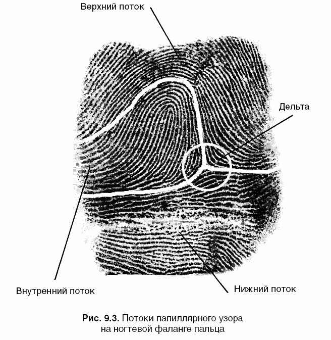 Строение папиллярного узора. Потоки папиллярного узора на ногтевой фаланге пальца. Потоки папиллярных линий дельты. Строение папиллярного узора ногтевой фаланги. Строение папиллярного узора криминалистика.