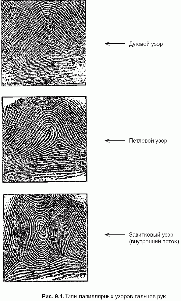 Папиллярные узоры. Завитковый Тип папиллярных узоров. Петлевой дуговой завитковый. Папиллярные узоры криминалистика. Папиллярного узора: дуговой, петлевой и завитковый..