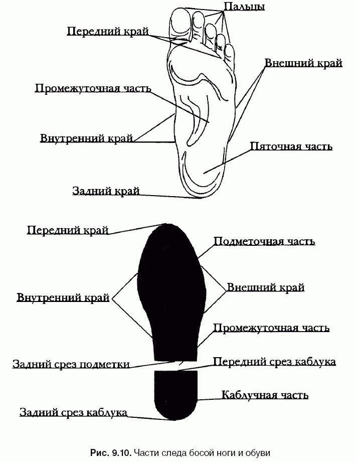 Название частей стопы человека на рисунке