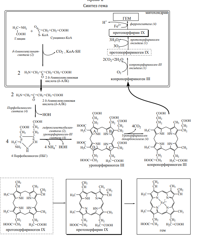Схема синтеза гема биохимия