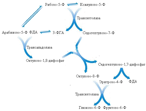 3 реакция цикла кребса. Цикл Кребса Глюкоза. Неокислительные реакции пентозофосфатного пути. Суммарное уравнение пентозофосфатного пути. Суммарное уравнение пентозофосфатного пути окисления Глюкозы.