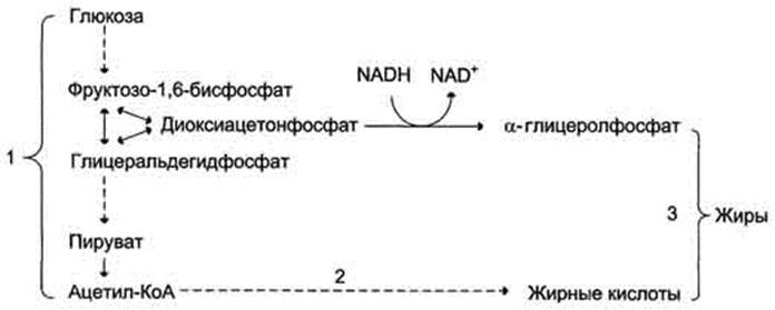 Схема синтеза жирных кислот в печени