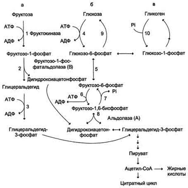 Схема обмена глюкозы в клетке