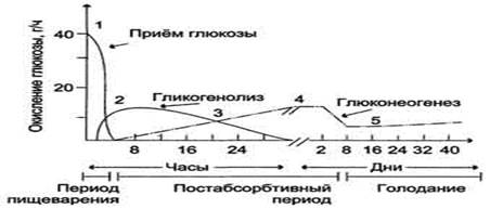 Уровень глюкозы после голодания. Постабсорбтивный период биохимия. Уровень Глюкозы в крови в абсорбтивный период. Уровень Глюкозы в крови при голодании. Концентрация Глюкозы в крови при голодании.