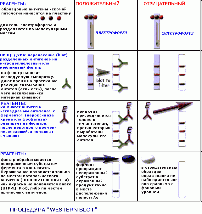 Виды серологических реакций схема - 85 фото