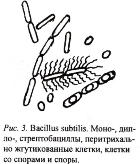 Сенная палочка рисунок