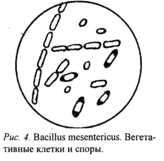 Сенная палочка рисунок