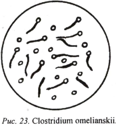 Клостридии микробиология рисунок
