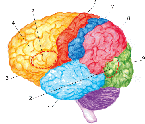 Зоны коры полушарий головного мозга. Сенсорные зоны больших полушарий. Функциональные зоны коры головного мозга. Зоны полушарий большого мозга.