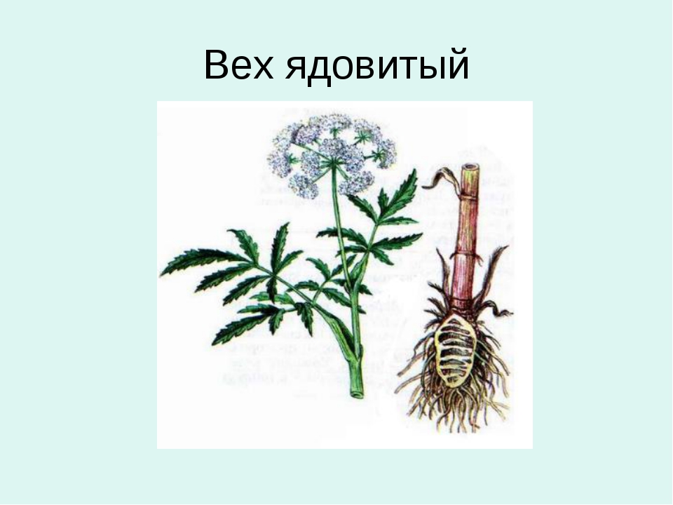 Вех ядовитый рисунок