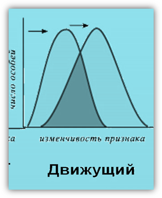 Движущий отбор человек