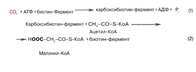 Ацетил коа фермент. Реакция карбоксилирования ацетил-КОА. Из ацетил КОА В малонил. Реакция образования малонил КОА. Синтез жирных кислот из ацетил КОА.