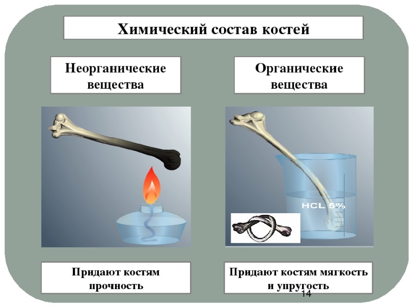 Состав кости схема