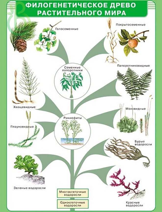 Высшие растения биология 7. Филогенетическое Древо растительного мира. Эволюционное дерево растений. Эволюционное Древо растений схема. Эволюционное Древо растительного мира.