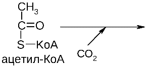 Ацетил КОА структурная формула. Ацетил КОА формула биохимия. Ацетил КОА химическое строение. Ацетил КОА структура.