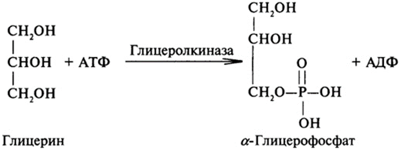 Реакция образования глицерина. Глицерин глицеролкиназа реакция. Глицерин Альфа глицерофосфат. Альфа глицерофосфат формула. Схема реакции образования глицерол-3-фосфата..