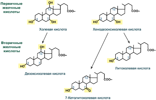 Структуры кислот. Первичные и вторичные конъюгированные желчные кислоты. Структура первичных и вторичных желчных кислот. Структура первичных желчных кислот. Синз втортчных желчных ктсло.