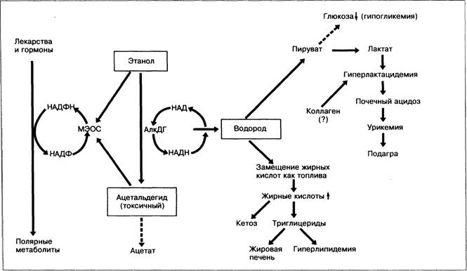 Лактат ацетат. Метаболизм этанола схема. Схема микросомального окисления в печени. Метаболизм этанола в печени. Схема утилизации этанола в печени.
