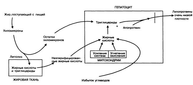 Жировая инфильтрация печени. Биохимические механизмы жировой инфильтрации печени. Жировая инфильтрация печени механизм развития. Схема развития жировой инфильтрации печени. Механизм развития жировой дистрофии печени.