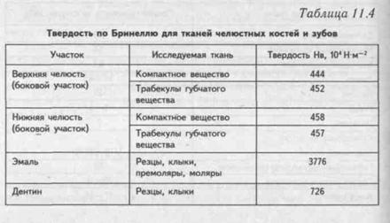 Твердость костей. Твердость эмали зуба по Бринеллю. Твердость костей и зубов. Ткань для твердости.