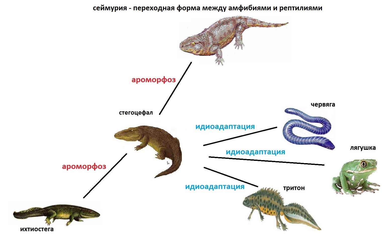 К каким классам относятся изображенные на рисунках животные типа хордовые лягушка