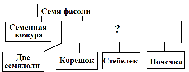 Запиши термин форма