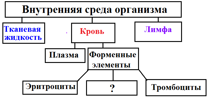 Рассмотрите предложенную схему направлений эволюции запишите в ответ