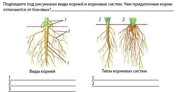 Отличить корень. Корень и корневище разница. Отличие корневища от корня. Чем корневище отличается от корня. Корневище и корень отличия.