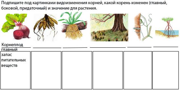 Изменить корень. Видоизменения корней таблица. Составить схему видоизменения корней. Подпишите под картинками видоизменения корней какой корень Изменен. Видоизменения корней таблица рисунок.