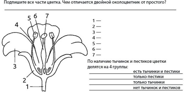 Чем двойной околоцветник отличается от простого. По наличию тычинок и пестиков цветки делятся на 4 группы. Цветок с двойным околоцветником. Подготовка к ОГЭ по биологии растения. Однополый цветок подписи.