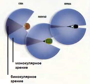 Монокулярное зрение это. Угол обзора голубя. Поле зрения птиц. Монокулярное зрение у птиц. Угол зрения птиц.